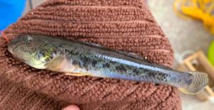 【神奈川有名ハゼ釣りポイント】金沢八景駅『平潟湾』へ行ってみた