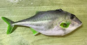 【味ってどうなの・・?】ギマを煮つけと天ぷらで料理してみた