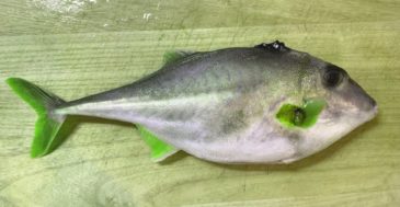 【味ってどうなの・・？】ギマを煮つけと天ぷらで料理してみた