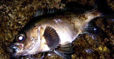 「尺メバル」を釣るために僕がやった3つのこと  デカメバルを狙うための方法をまとめてみた