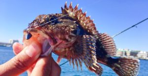 【海ルアー釣り編】初心者でも簡単に狙えるオススメの魚6選