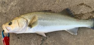 【初心者向け】シーバスをルアーで釣ってみよう ルアーの種類・特徴・使いどころを解説