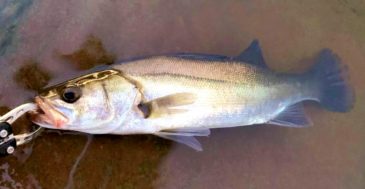 身近な大物『シーバス』の釣り方とは? 最初の1尾はマジ感動しますよ