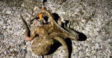 【パワーは、正義だ】堤防マダコ釣りのタックルを選ぼう 　他釣種タックルは流用可能？