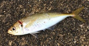 アジ(マアジ)の生態・食性 【魚を知って釣果UP】