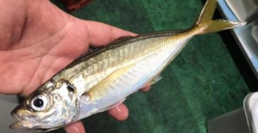 【手軽だけど奥が深い】初心者にオススメのアジのルアー釣り『アジング』の魅力とは