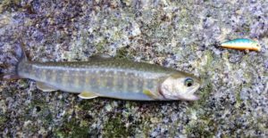 渓流ルアーのタックル選定法!『美鱒』に出逢うための釣り具の選び方とは?