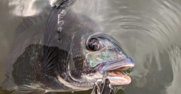 ゼロから始める趣味としての「釣りの始め方」 まずは釣る魚=『ターゲット』を決めよう
