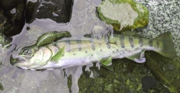 【コスパで選ぶ】 渓流ルアーロッドおすすめ3選 初心者はこの一本からスタート!