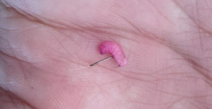 ワカサギ釣りのエサ「サシの代替品」を探す 　パワーイソメ・グルテン・練りエサを比較してみた