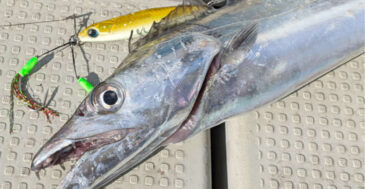 【ジグの色、迷わないで】ジギングタチウオのジグカラー選定法 日中・マヅメ・夜で使い分けよう