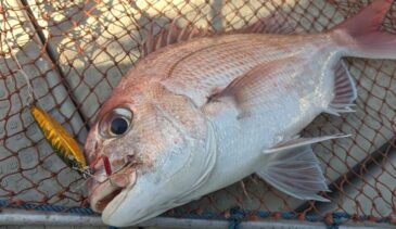 【500円以下の鬼コスパジグ】マダイジギングに「ランダムウォークZ」がオススメな件