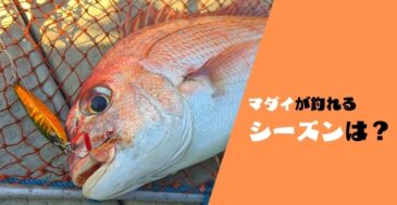 【釣果左右する】マダイ釣りのベストシーズンはいつなのか 潮・風・時間帯・水温にも注目!