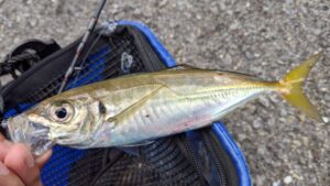 ダイワのアジングリールおすすめ5選 軽さとドラグ性能兼ね備えたモデルがズラリ【2022年版】