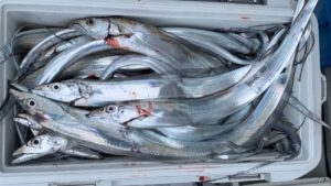 釣り歴20年がオススメする「堤防テンヤタチウオ」入門タックル ロッド・リール・ラインまで!