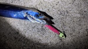 秋は「堤防タチウオ釣り」デビューに好シーズン! 初心者にオススメの釣り方は?