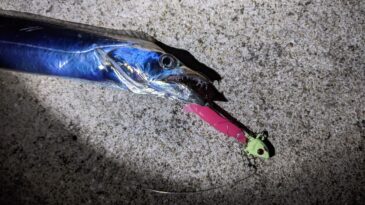 秋は「堤防タチウオ釣り」デビューに好シーズン! 初心者にオススメの釣り方は?