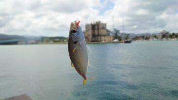 釣り初心者でも安心!誰でも楽しめるおすすめ釣り5選