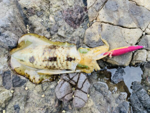 エギングで「2000番スピニングリール」を使用するメリット・デメリット