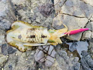 エギングで「2000番スピニングリール」を使用するメリット・デメリット