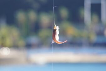 釣り初心者にサビキ釣りがオススメの理由3選 入門セットも紹介!