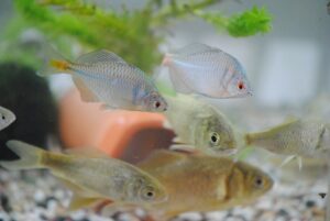 5 tanago rods recommended by Japanese anglers