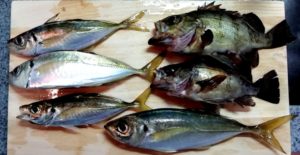 【釣りビギナーにオススメ】アジング・メバリングって何?  使用するルアーの種類を紹介