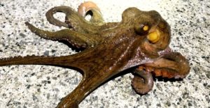 堤防タコ釣りの「オススメ仕掛け」 エギ・ジグ・テンヤ・スッテどれがいい?