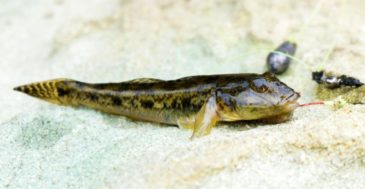 【初心者でも数釣れる】「マハゼ」の釣り方とオススメの仕掛け&竿を紹介