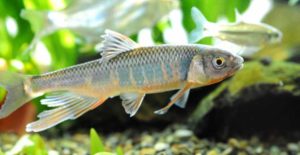 『オイカワのルアー釣り』をオススメしない3つの理由 求められるのは「忍耐・根性・スポコン精神」