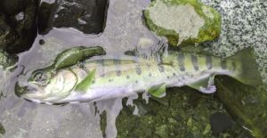 【コスパで選ぶ】 渓流ルアーロッドおすすめ3選 初心者はこの一本からスタート!