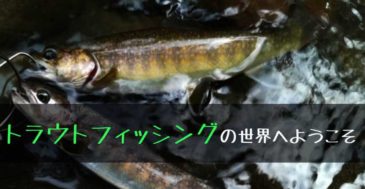 【トラウトフィッシングの世界へようこそ】管釣り&自然渓流別の魅力を語りたい