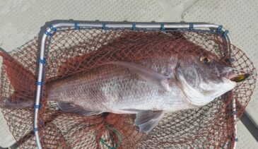 【初心者でも簡単】マダイをルアーで釣る方法2選 タイラバ&ジギングのススメ