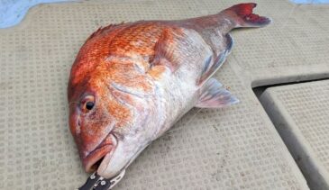 【もう迷わない】マダイジギングにオススメのジグ3選　水中アクション動画まで