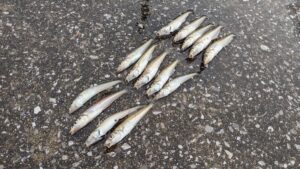 【家族で、友達と、一人でも！】釣り初心者に聞いてほしい！釣りを趣味にする魅力とは