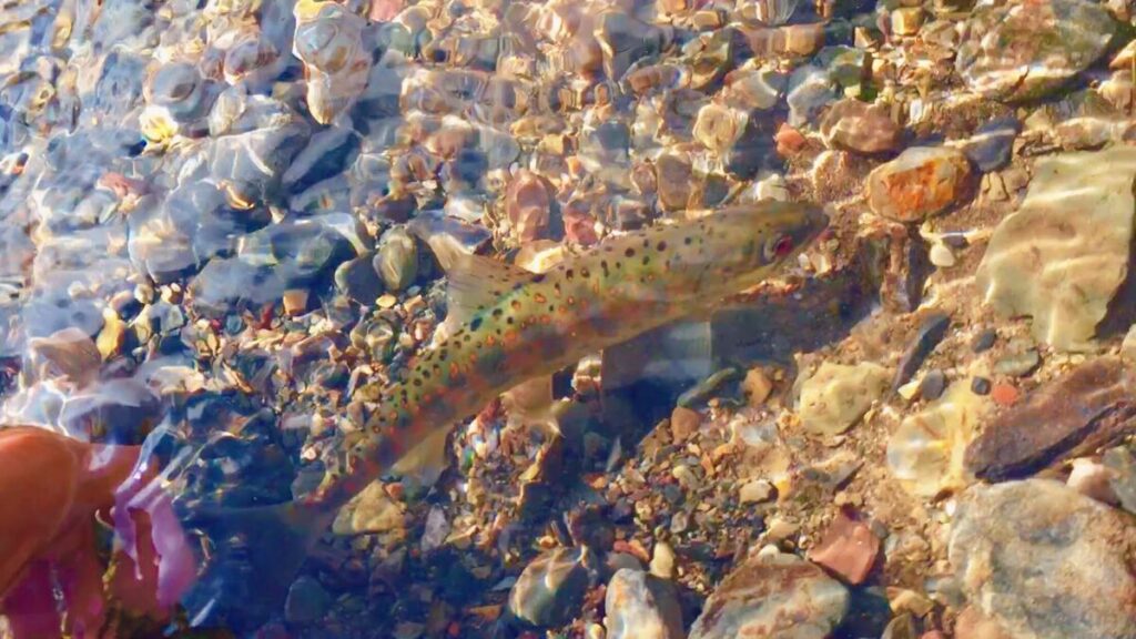 Impressions of “DUO” lures from Japanese anglers