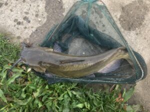 ナマズ釣りのシーズン別攻略法 トップウォーターゲームにオススメなのはいつか